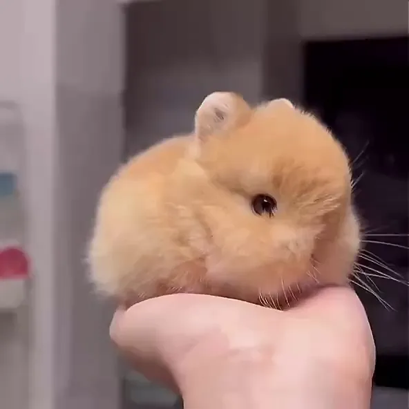 🐇💖兔兔控必看！超划算的萌兔星球总汇来啦！🌈✨
