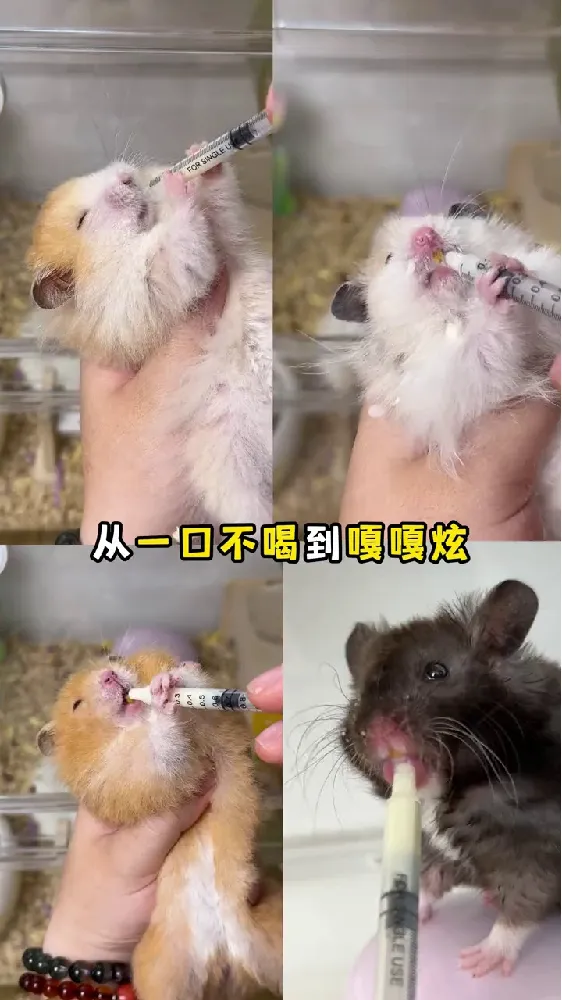 🐹✨小宠物的专属营养神器!卡诺羊奶粉大揭秘!✨🐹