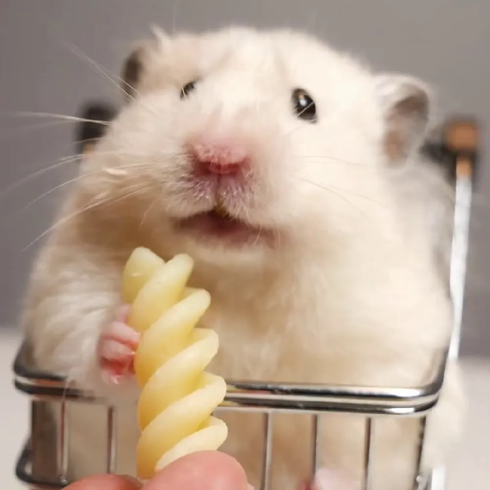 🐹萌化啦!次日达的金丝熊弟弟超治愈