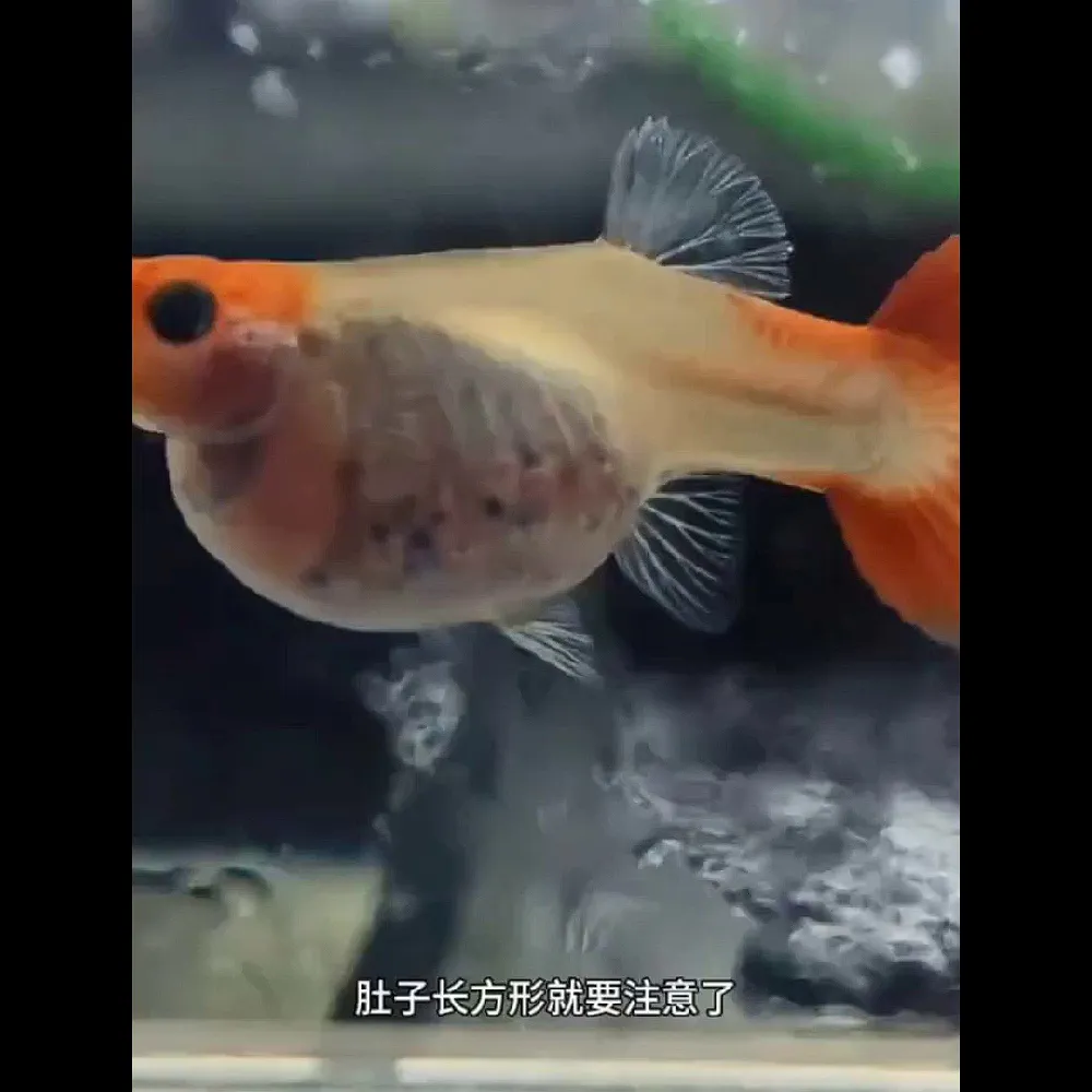 原来这就是孔雀鱼安心繁殖的秘密武器...