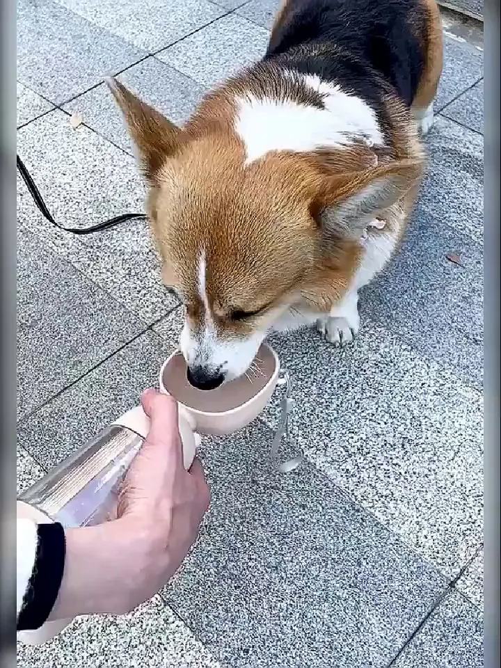养狗人终于找到夏天离不开的狗狗外出水杯