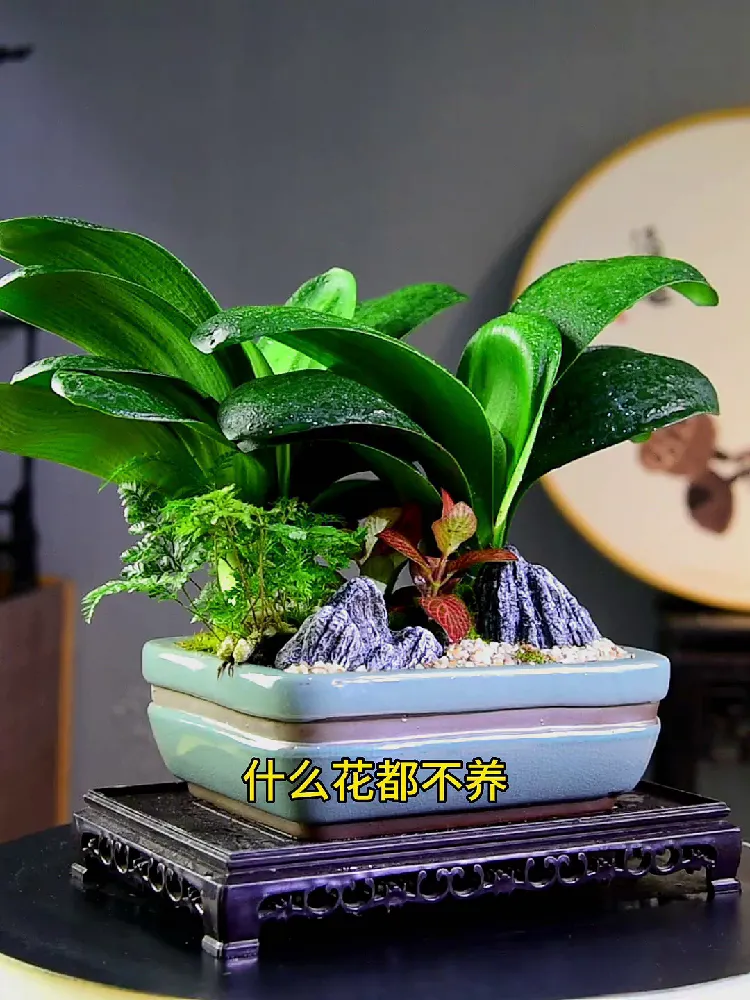 办公室秒变小花园!氛围感拉满!