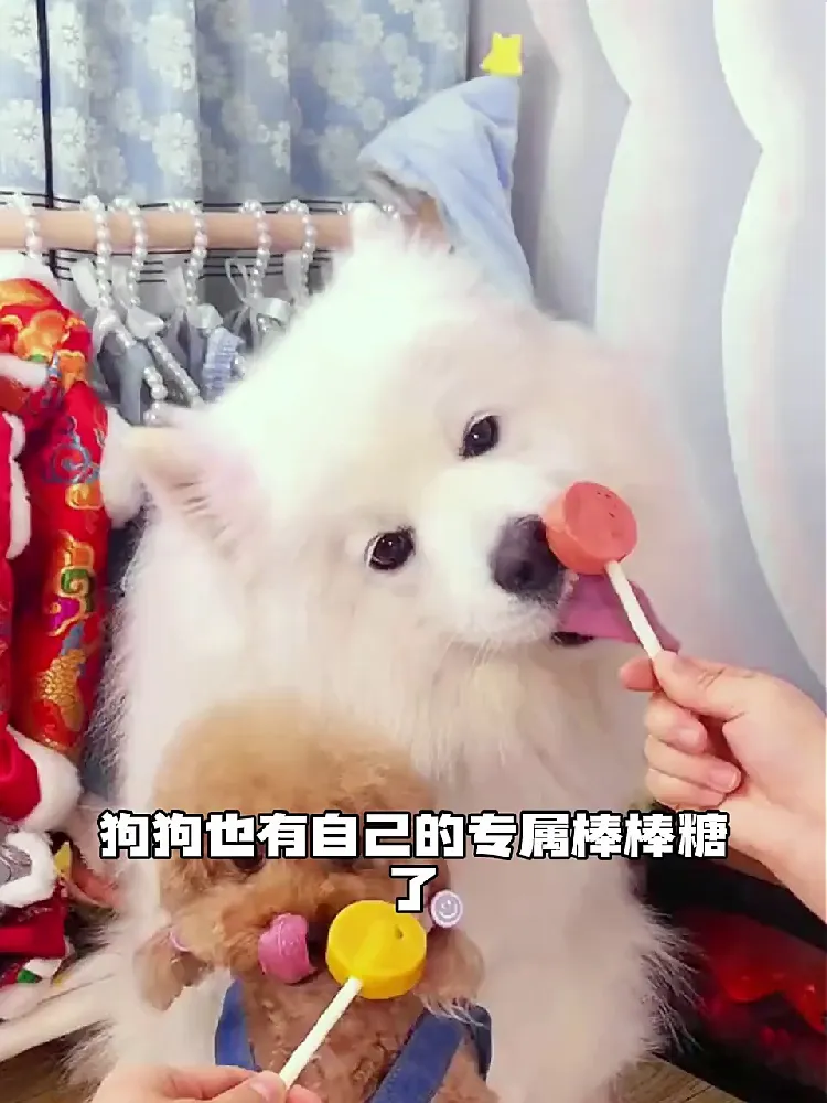 毛孩子不爱磨牙?这根棒棒糖让它啃到停不下来!