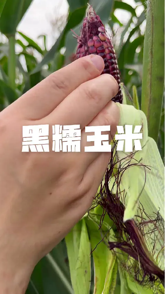 减脂期的宝藏粗粮！这黑糯玉米真有点东西
