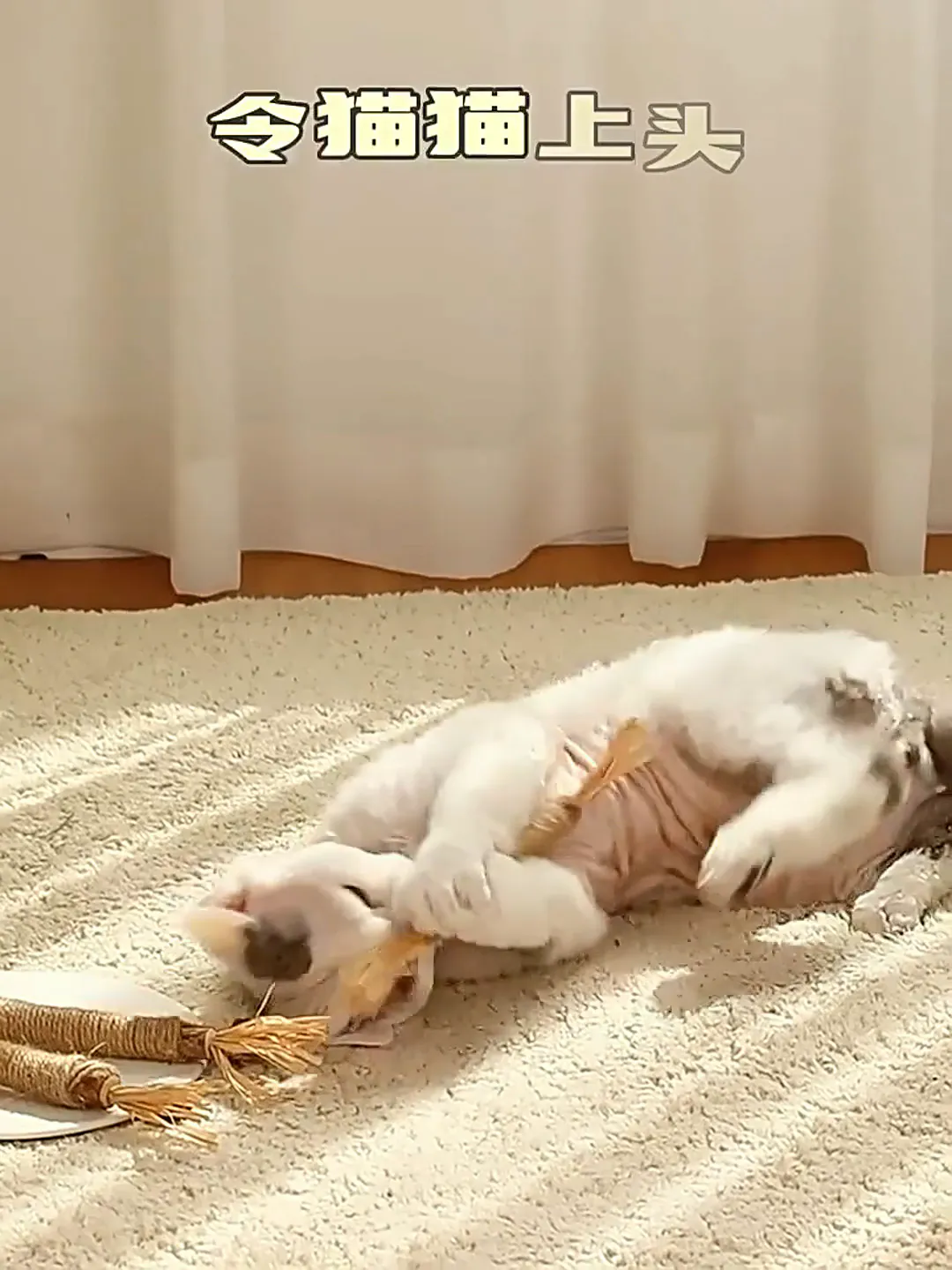 猫咪的“快乐肥宅水”!无聊磨牙一键关机