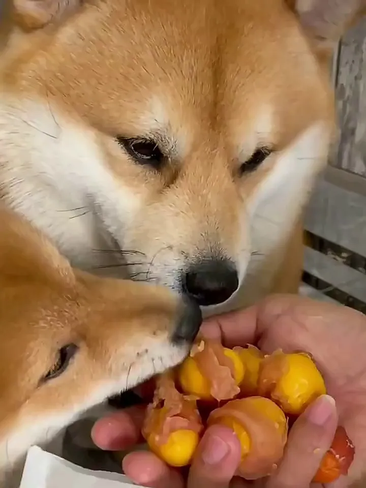 铲屎官狂喜!毛孩子的美毛祛泪痕宝藏零食来啦~