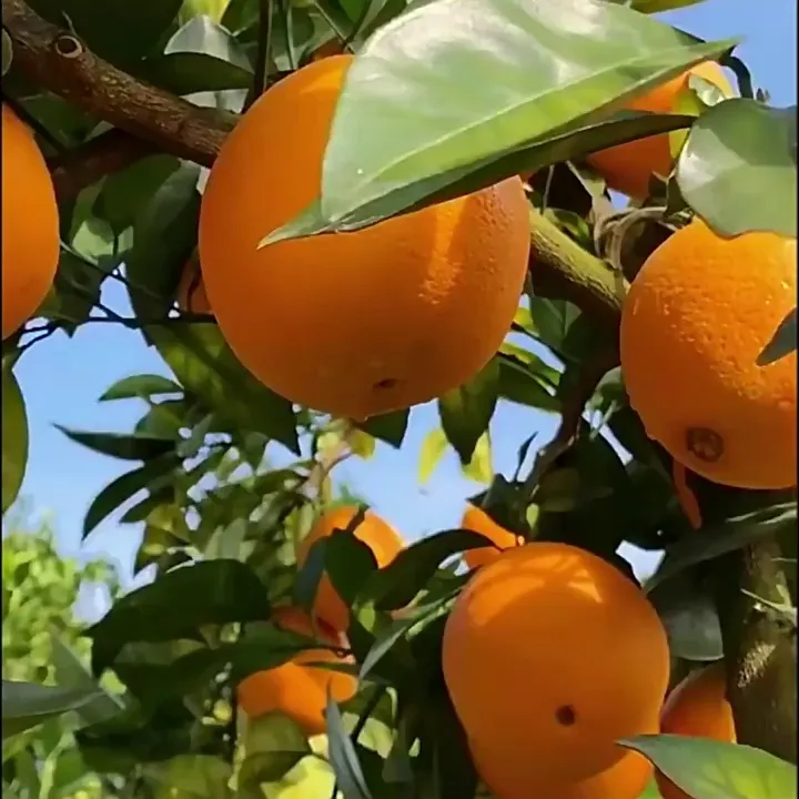 庾丰赣南脐橙，这是要在水果界“封神”的节奏啊！