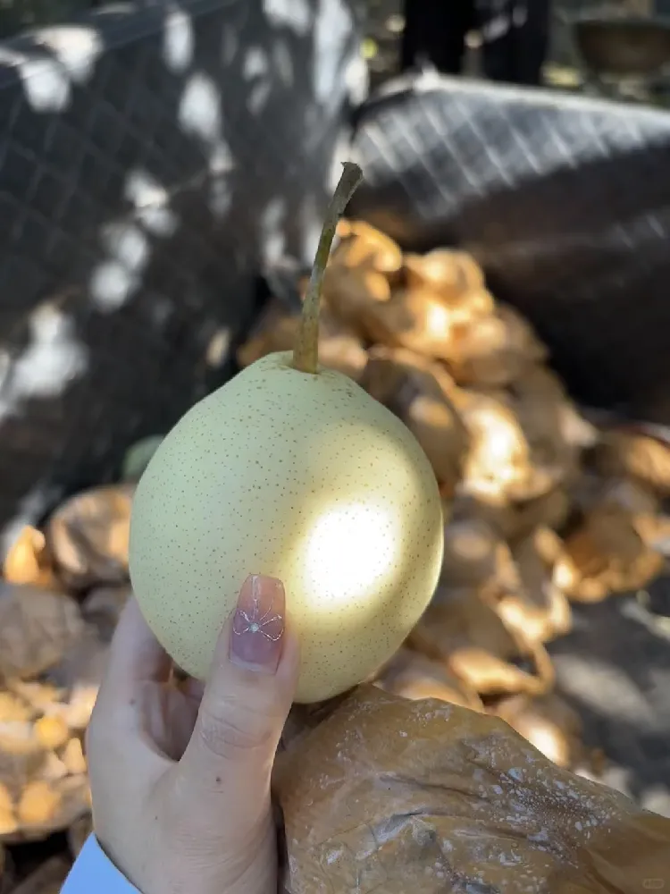 正宗鸭梨🍐河北特产来啦!