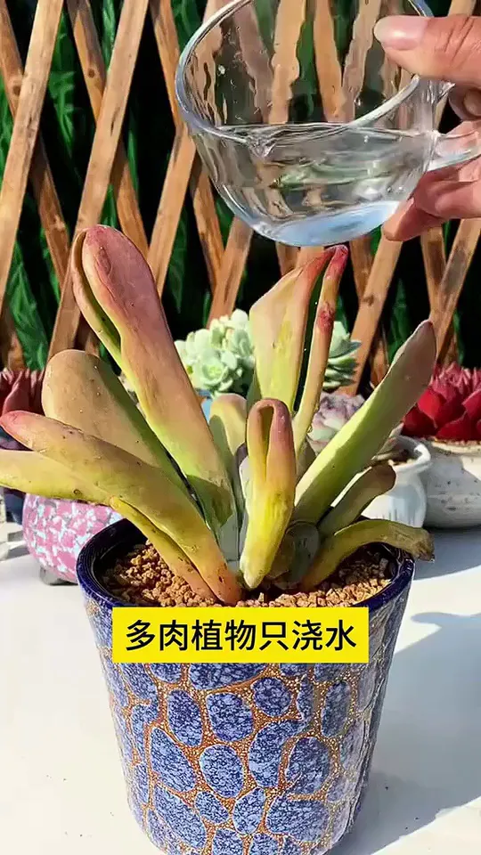 护花匠这款缓释肥,撒一次管3个月!