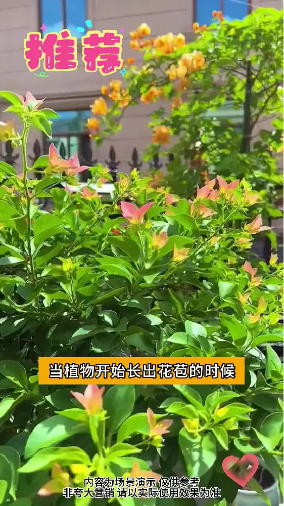 养花人的福音 | 轻松解锁花卉爆花秘籍