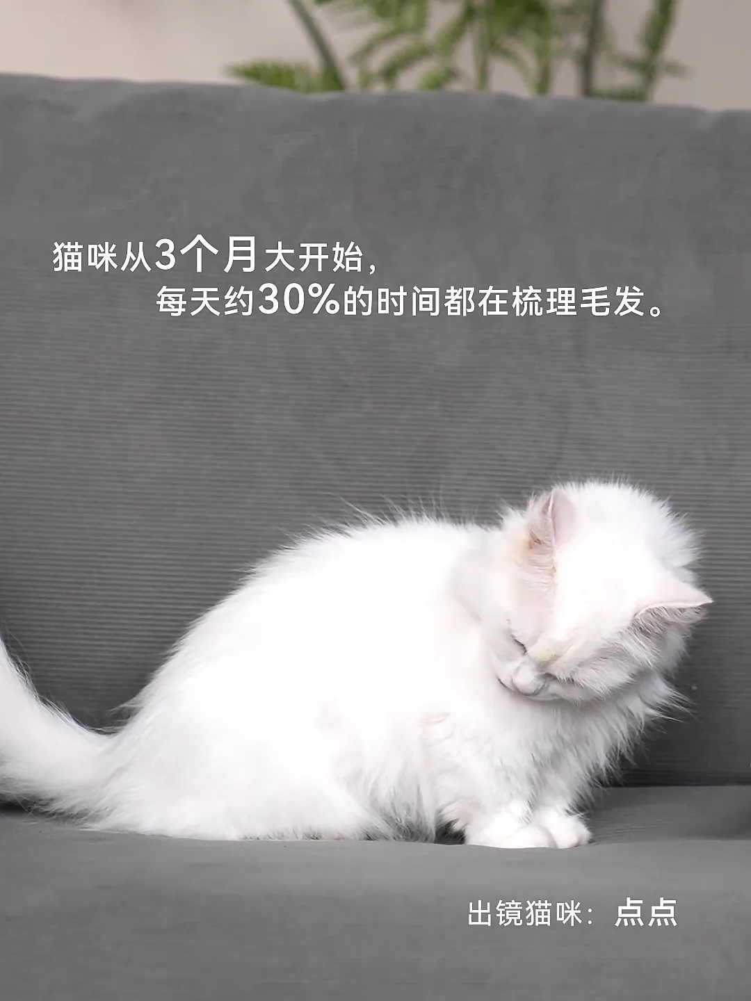猫咪频繁舔毛真的太让人担心了!
