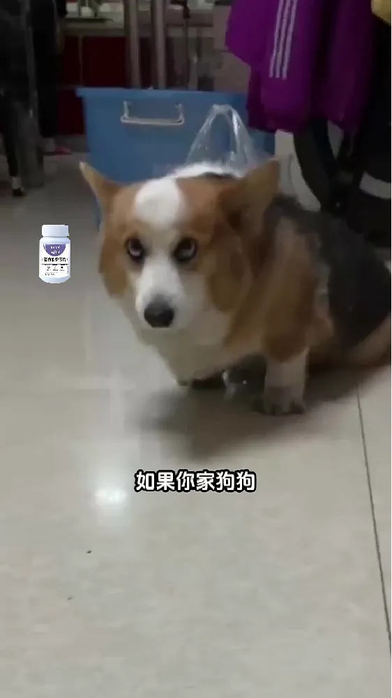 20+💰搞定毛孩子的关节养护!铲屎官必看!