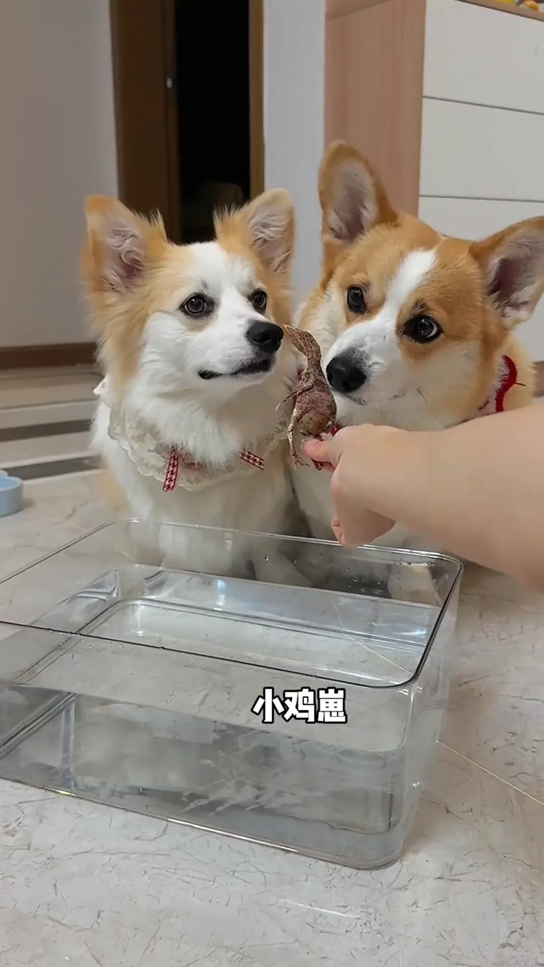 老天爷!!这下挖到超棒的狗狗冻干零食了!!!