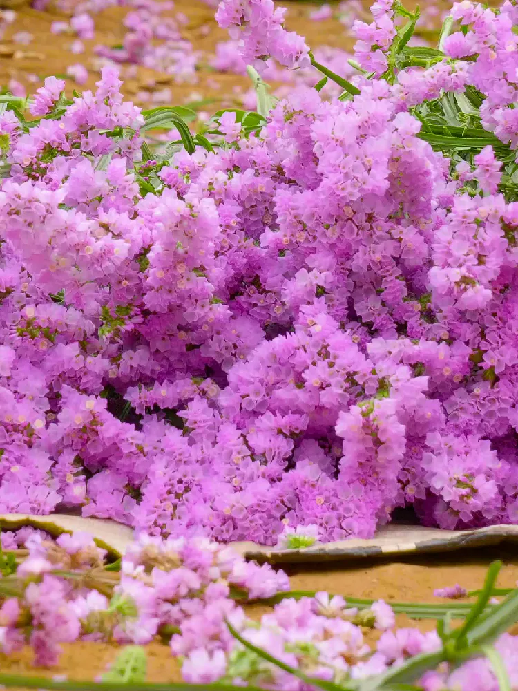 宝子们看过来！！浪漫又便宜！只要几💰就能拥有氛围感！