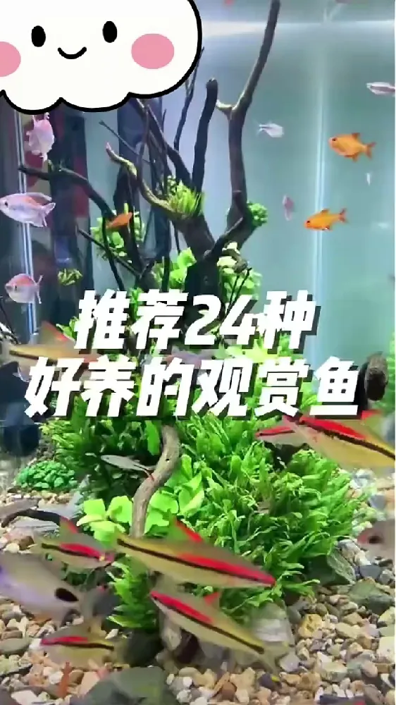 今天必须给你安利这款白云金丝鱼，绝对是新手养鱼的福音🎊！