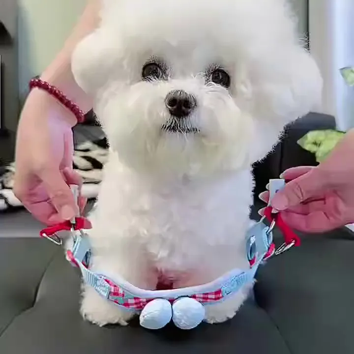 真的栓Q!这牵引绳套装怎么能这么绝!