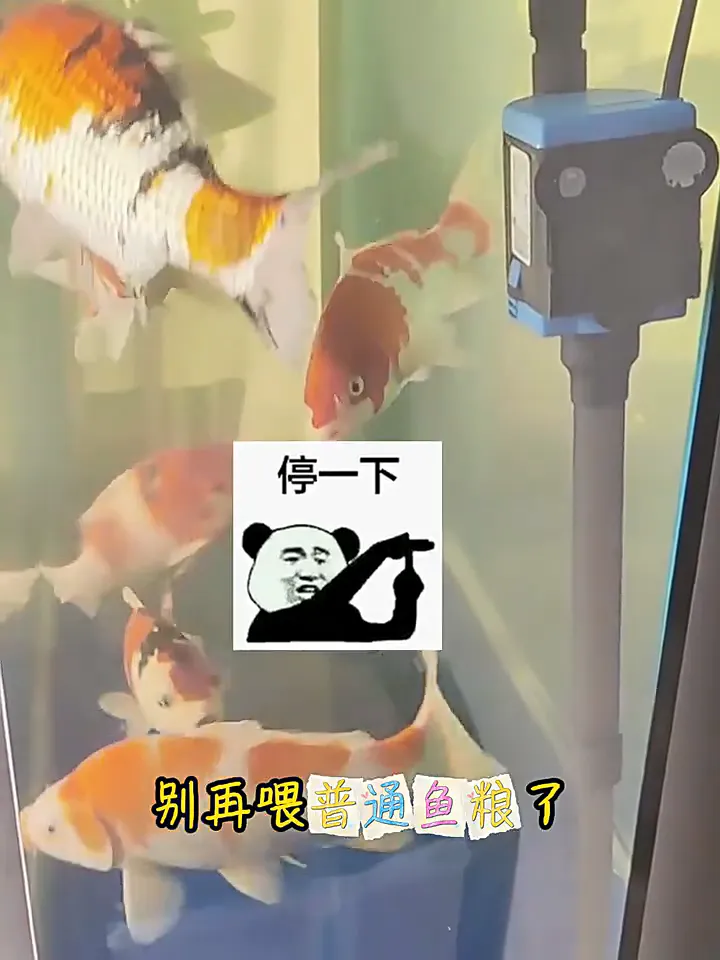 我竟不知我家锦鲤还能这么美！这鱼粮是真行！