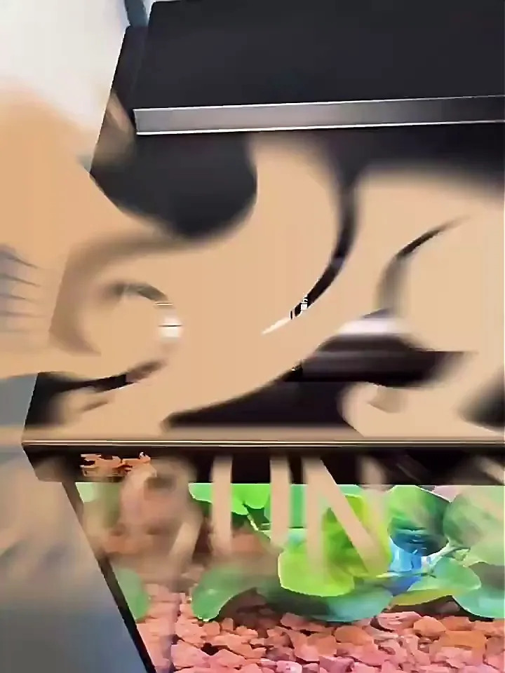 养鱼小白必看！别再被鱼缸坑惨啦