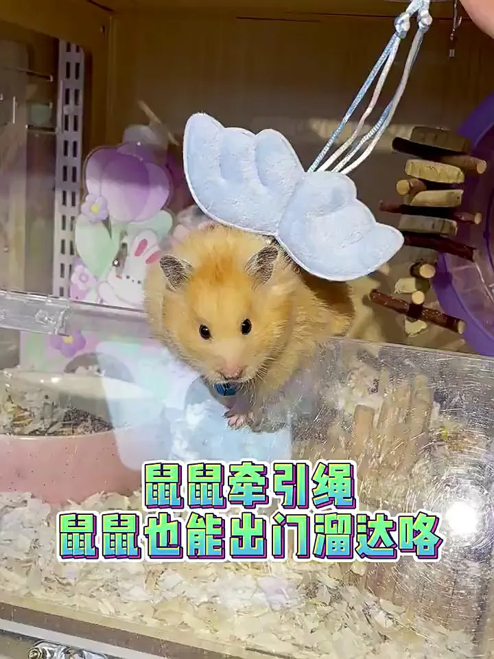 小宠牵引绳颜色风格怎么选？