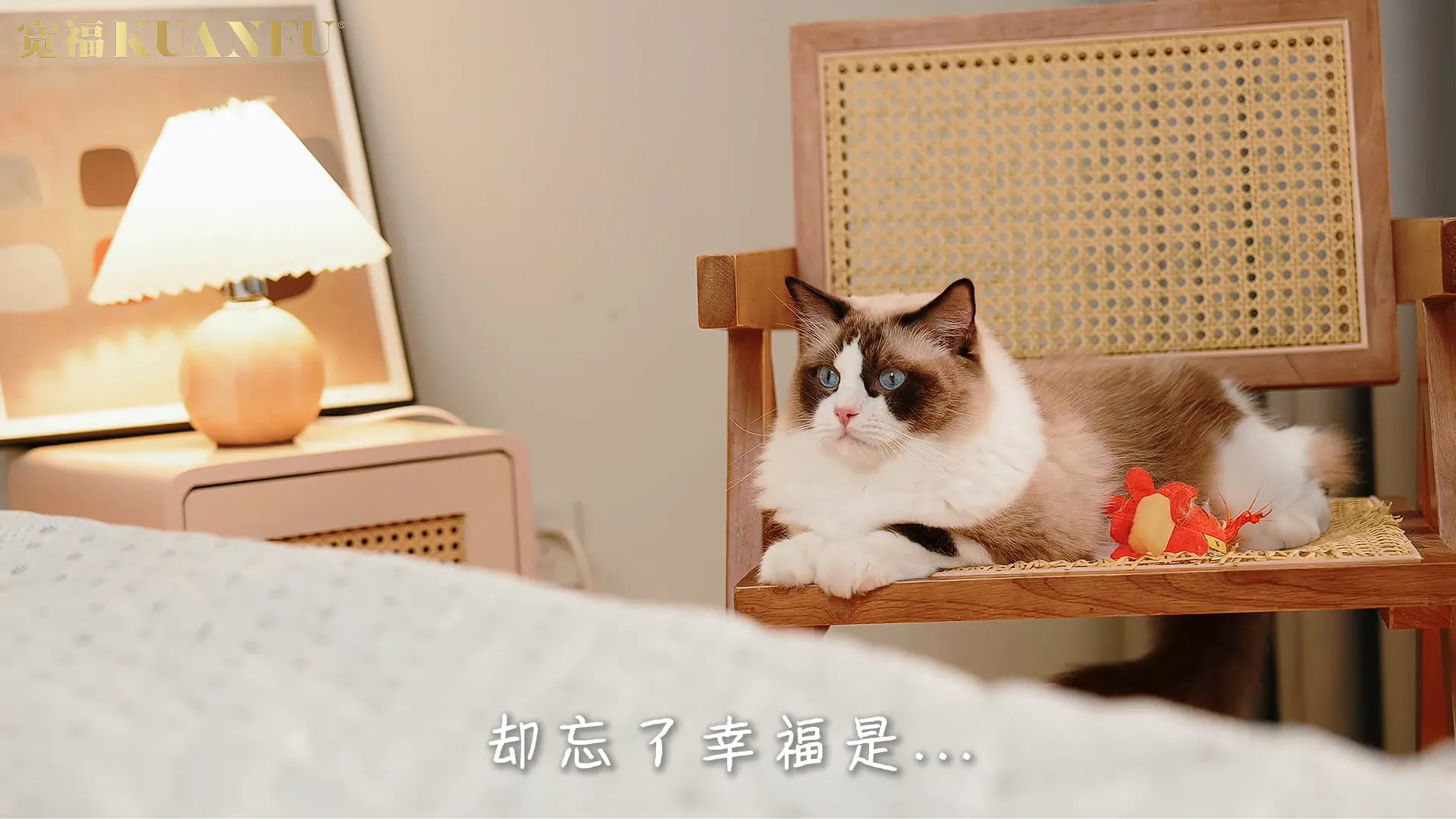 幼猫猫粮选购指南 | 宽福金钻烘焙粮真的靠谱吗?