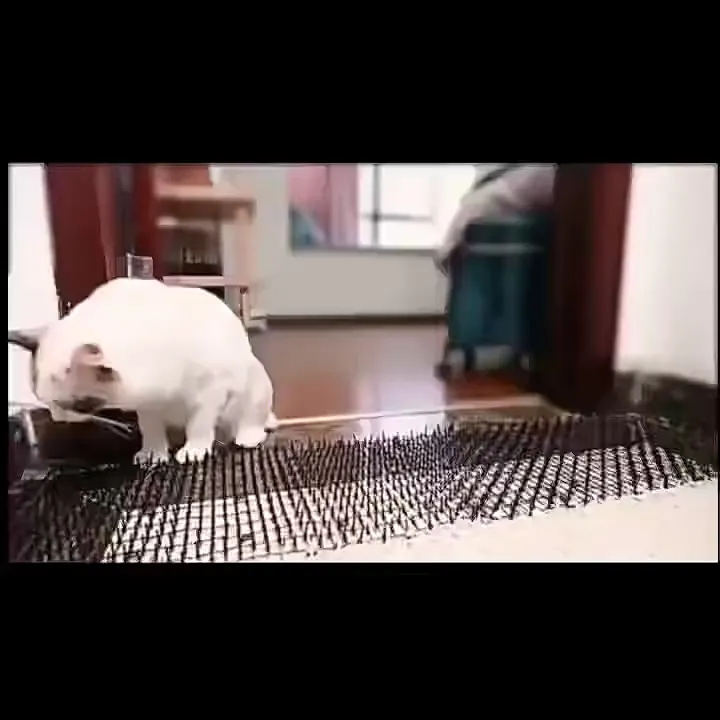 当我试图阻止猫猫拆家乱尿!
