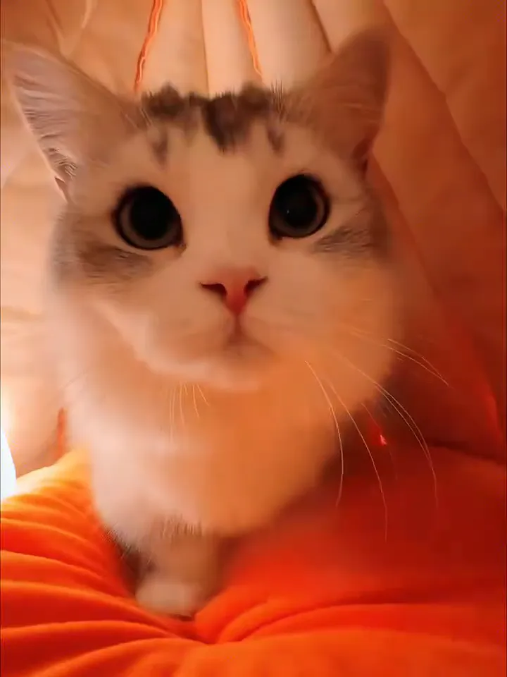🐱铲屎官必看!萌嘟星宠猫窝,猫咪的冬日梦幻小窝✨