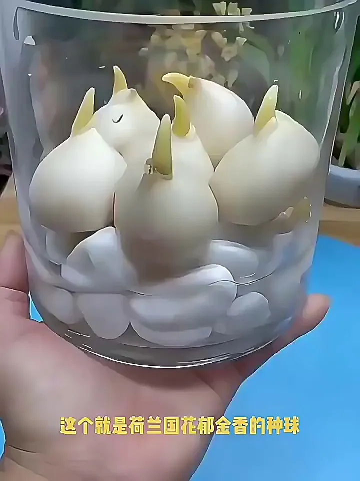 老天,终于找到超靠谱的郁金香种球了!