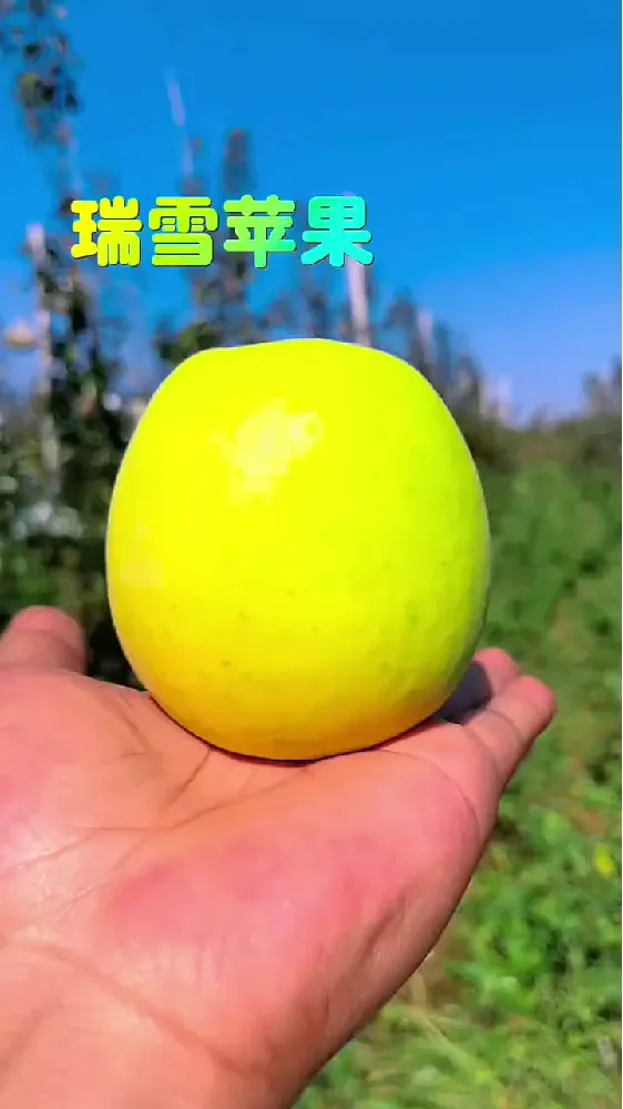 后悔没多囤!9.9元9斤富平瑞雪苹果,根本不够全家吃😅