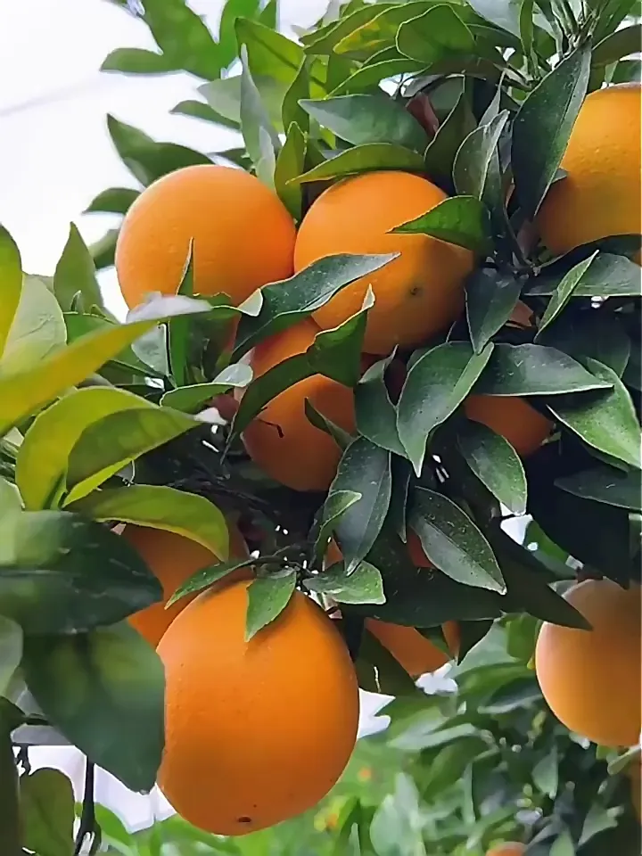 水果界的“早C晚A”！赣南脐橙带你活力满满每一天！
