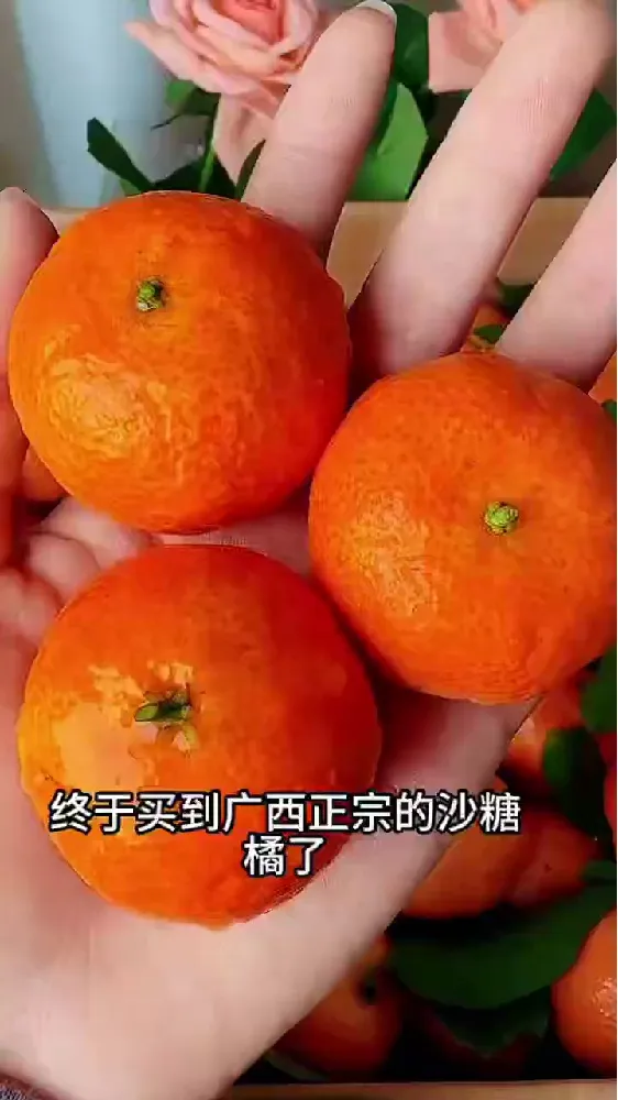 爆甜预警!广西金秋砂糖橘实现水果自由!