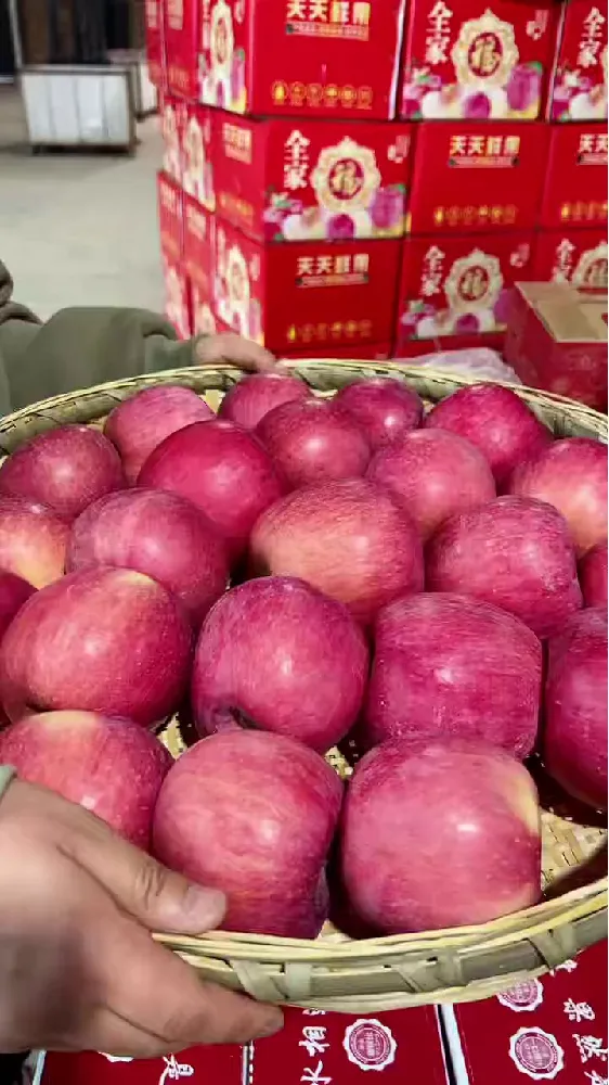 正宗陕西红富士大宝藏！2026年必冲水果！