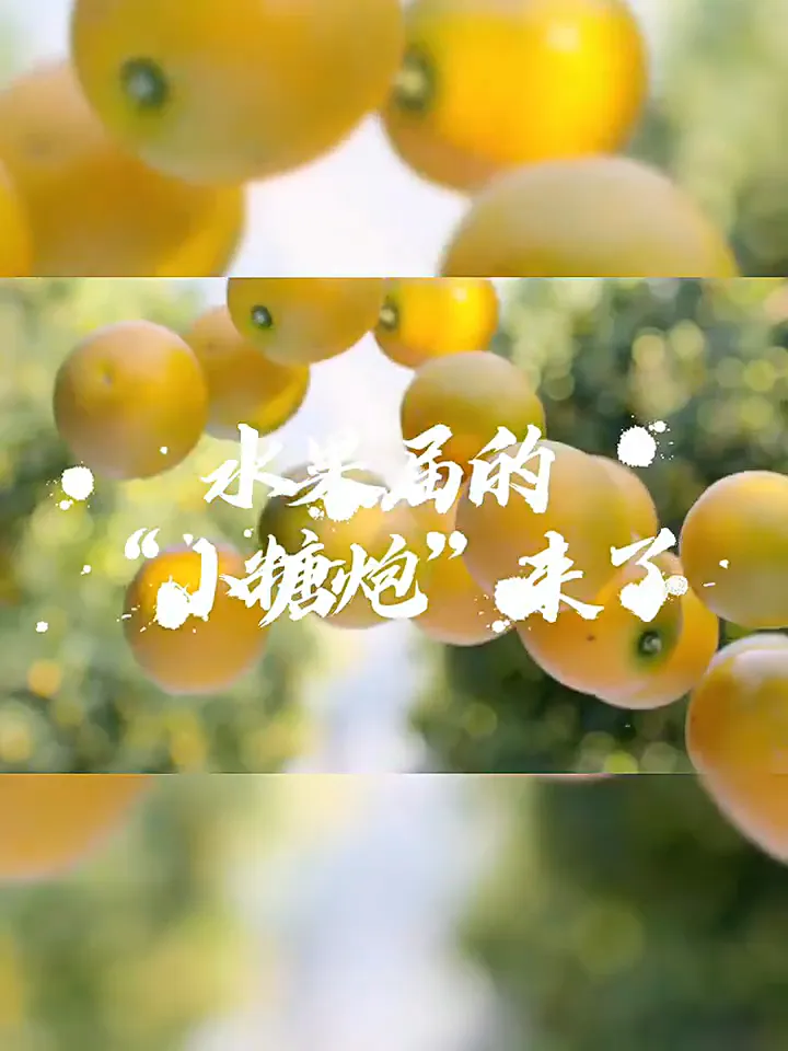 水果控必看！这款金桔让你实现清甜自由！