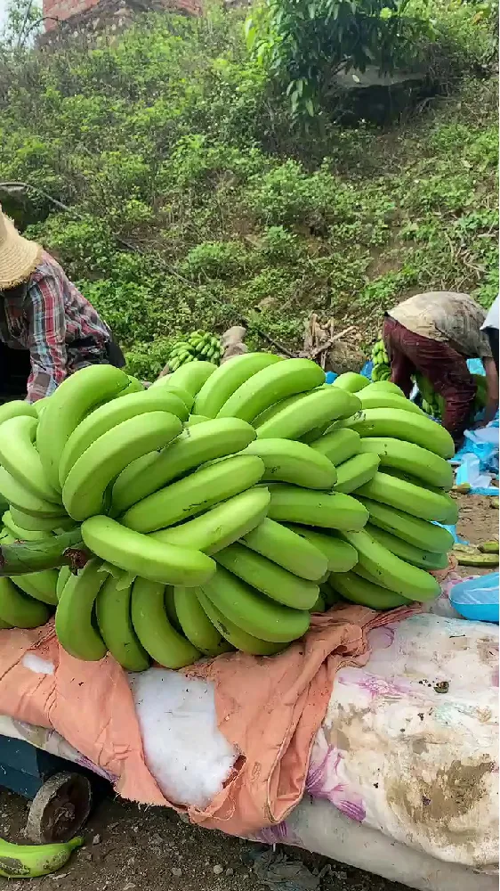 还在担心网购水果不靠谱？这箱丑香蕉请收下！