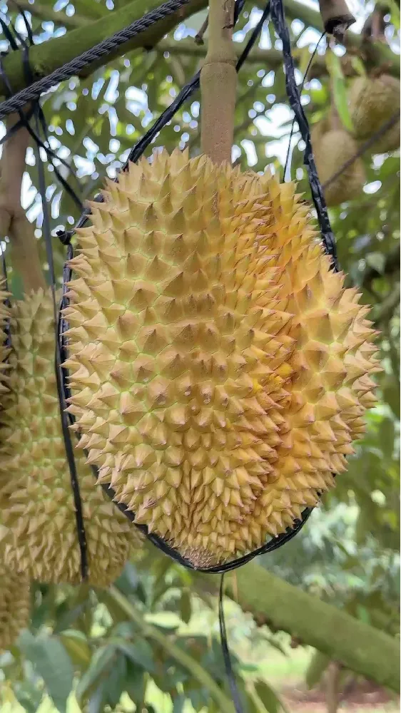 同款榴莲脑袋的宝子看过来！！
