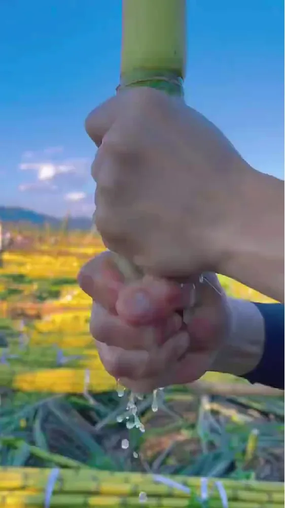 今天必须给你们唠唠这款乐磊E的黄金甘蔗