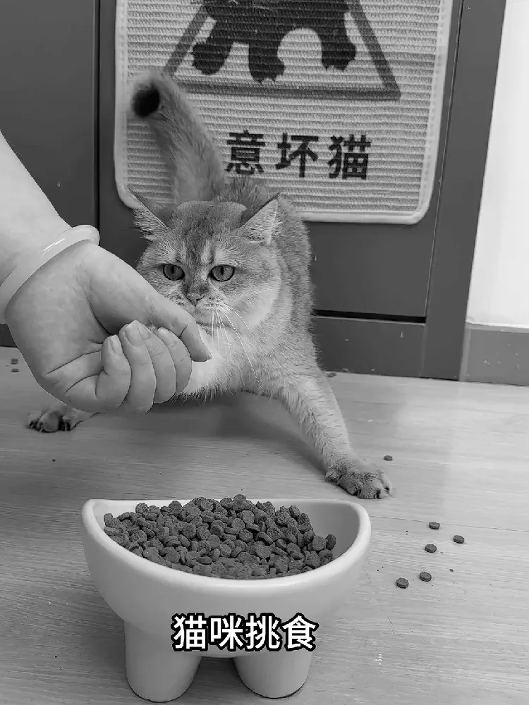 养猫新手用过彻底服了！和挑粮焦虑说byebye~
