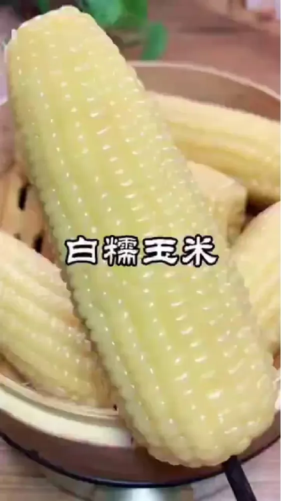 🌽一口沦陷!疆域采虹东北黄糯玉米,黏糯香甜到疯狂!