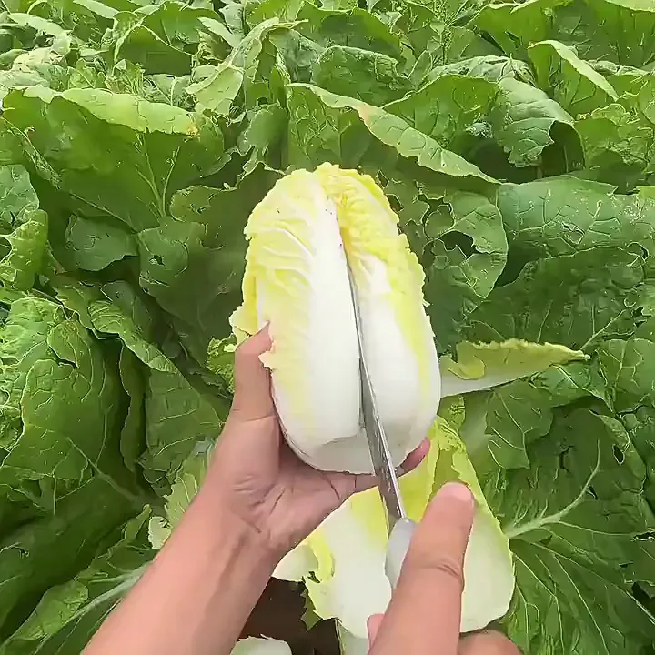🥬秋冬必囤!霜打黄心大娃娃菜,鲜爽到心颤!