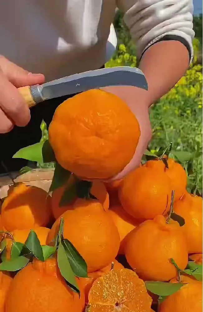 🍊复古丑橘太绝!独特风味那股劲儿拿捏了!