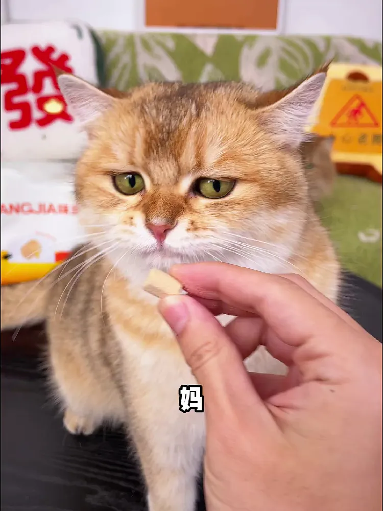 铲屎官天菜🏅 味当家美毛冻干免费送😘