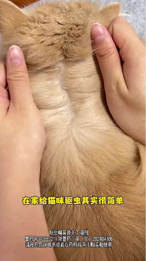 选对驱虫药真的很重要!铲屎官清单请收好