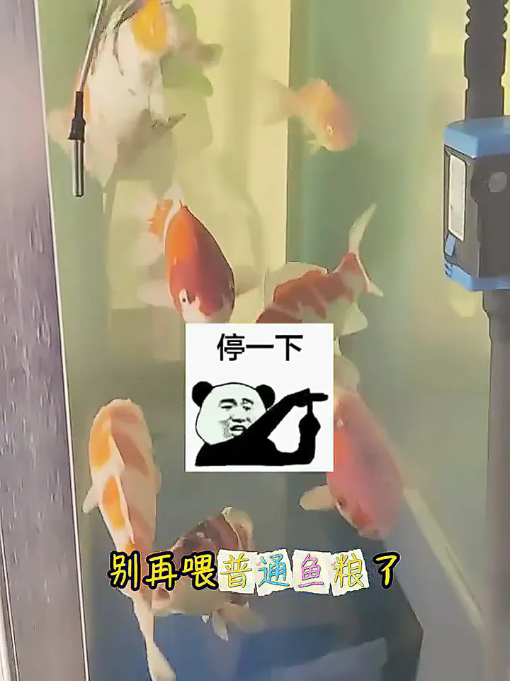 锦鲤饲料这样搭，鱼儿肥美到炸！这个配方快码住