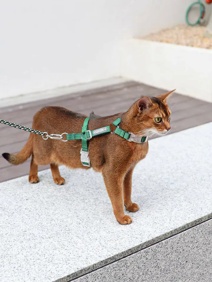 遛猫神器卷王 | 告别猫咪“挣脱噩梦”