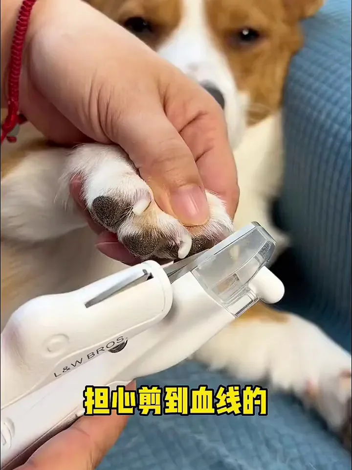 收下这份养宠好物,【萌】值满满