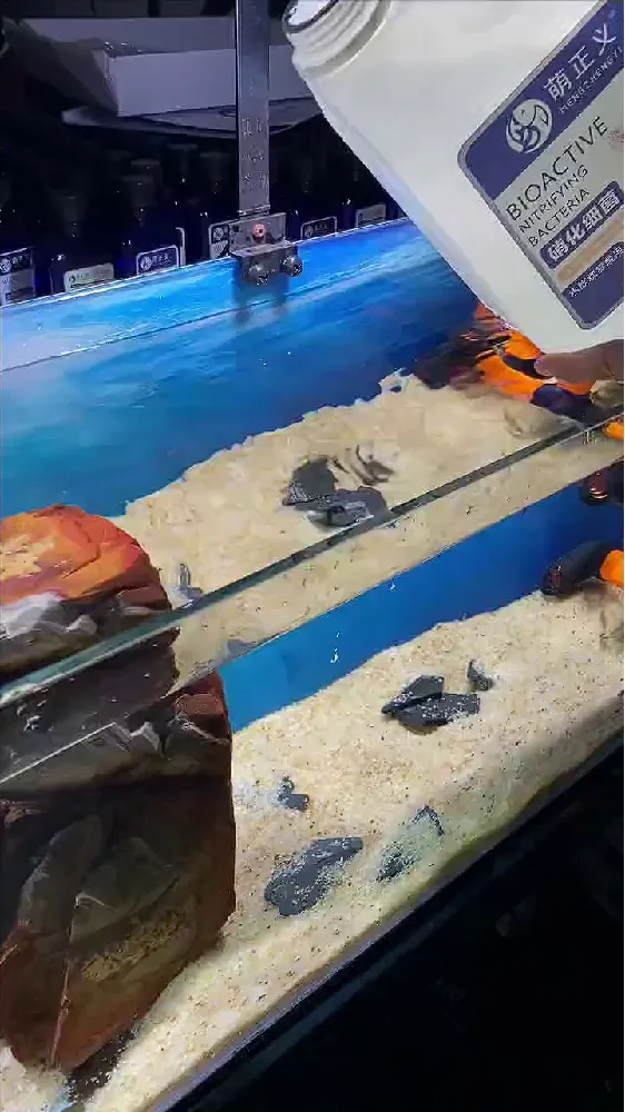 鱼缸水浑浊? 硝化细菌来救场!!