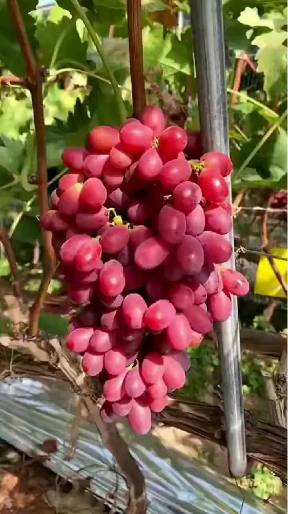 秋季干燥,水果选择困难症犯了❓❗️