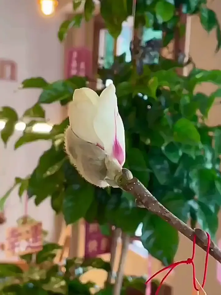 这水培玉兰花真买对了！