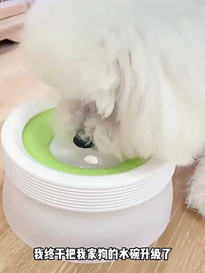 狗狗喝水总弄湿嘴?碗打翻水洒一地怎么办❓❗️