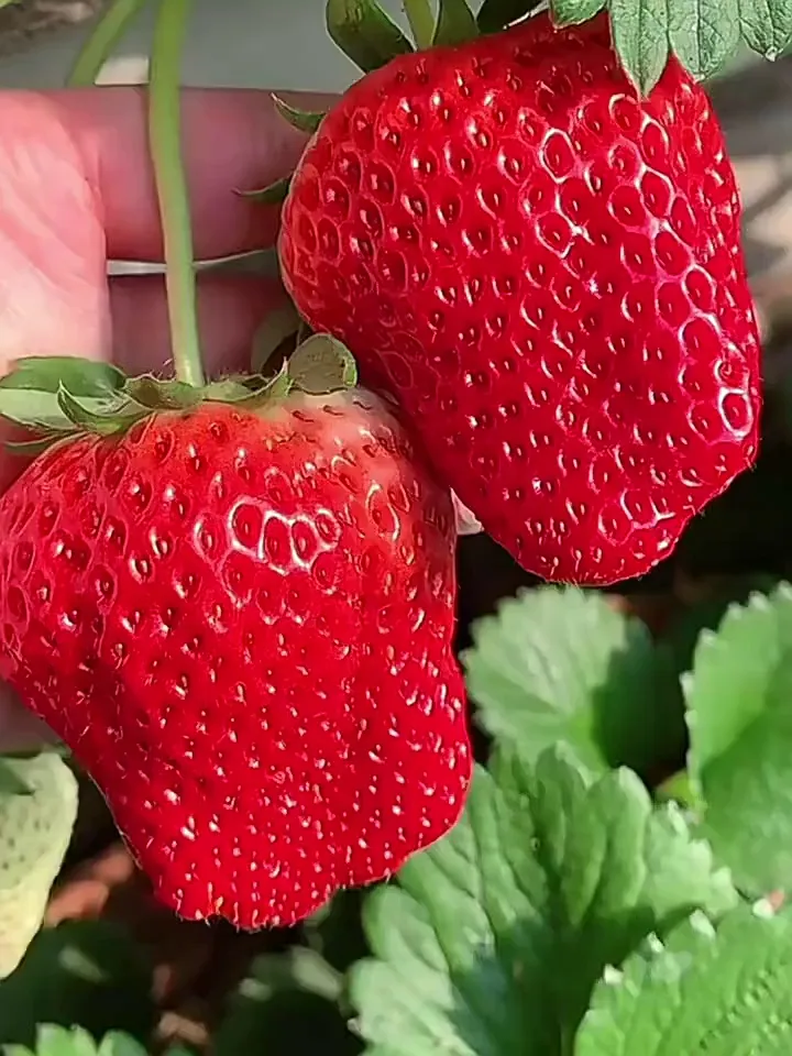 三萌果蔬金奖·红颜99草莓就是我的水果新宠