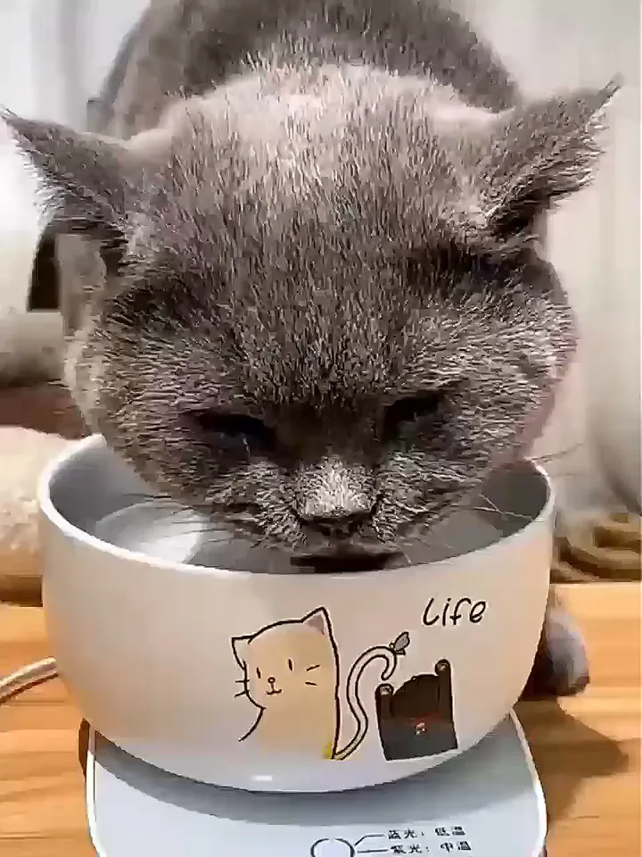 爱宠之心❤不止于日常